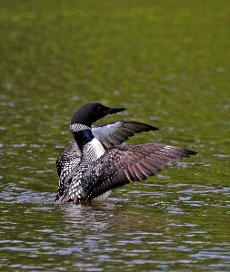 Common Loon photo