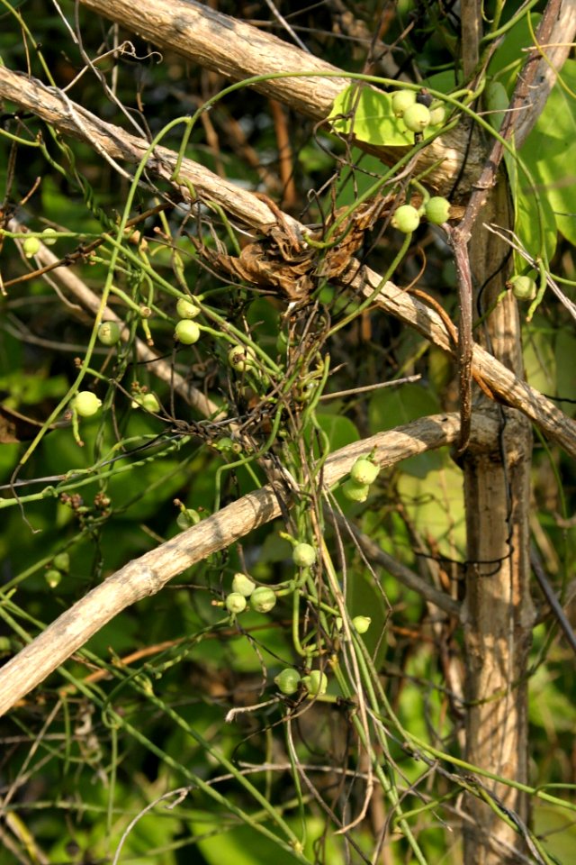 Cassytha filiformis 050120-5479
