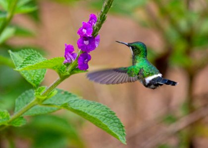 Green thorntail photo