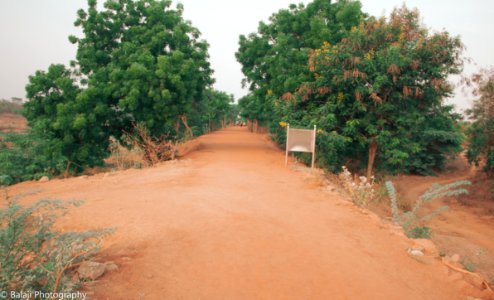 Tree Lined Track