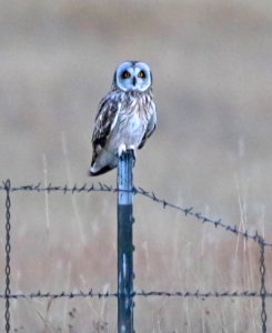 468 - SHORT-EARED OWL (12-14-2017) san rafael grasslands, santa cruz co, az -05