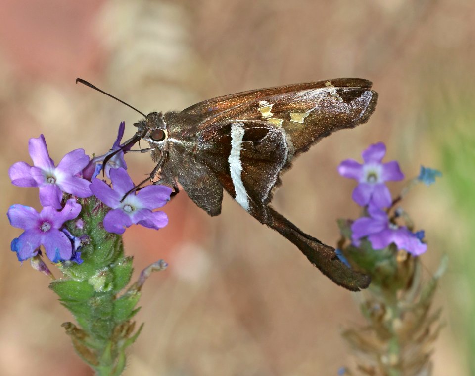 LONGTAIL, WHITE-STRIPED (Chioides catillus) (6-30-2020) yard, hereford, cochise co, az -01