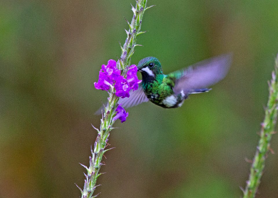 Green thorntail