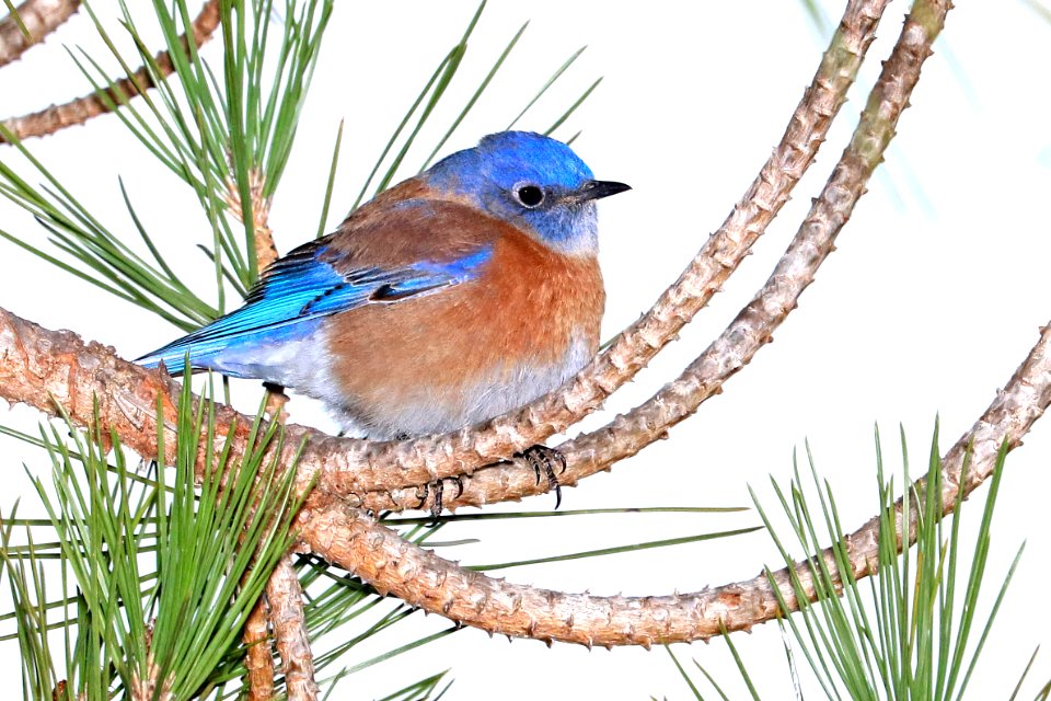 735 - WESTERN BLUEBIRD (12-23-2017) morro bay, san luis obispo co, ca -05