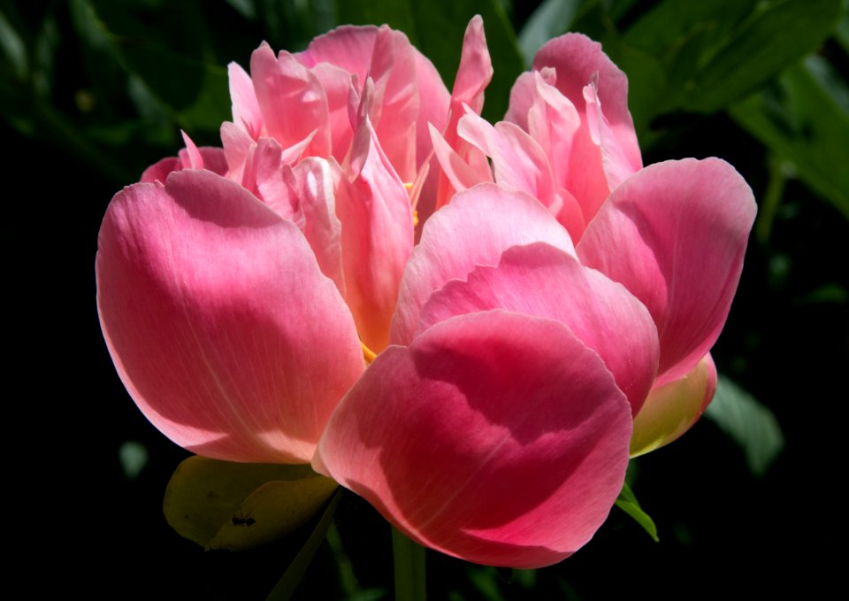 Pink Peony Flower