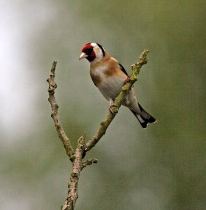 European Goldfinch