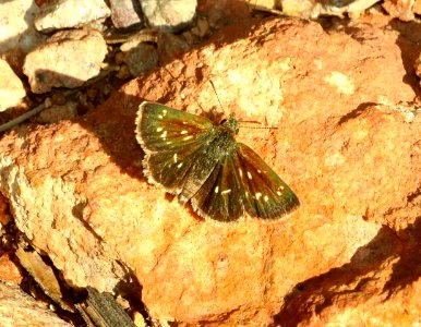 SKIPPERLING, MANY-SPOTTED (Piruna aea) (8-12-2018) upper humboldt canyon, patagonia mts, santa cruz co, az -01