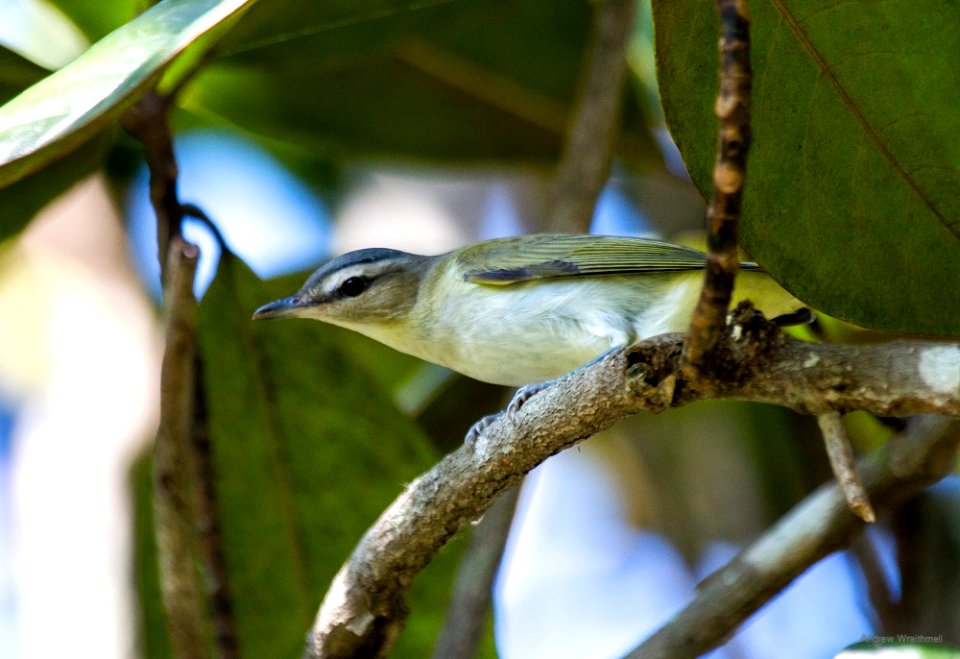 red-eyed vireo