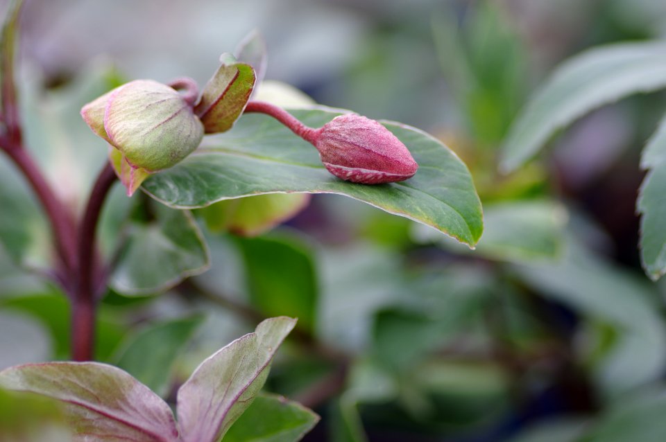Helleborus Winter Bells
