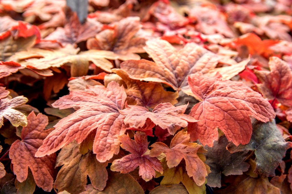 Heucherella Sweet Tea