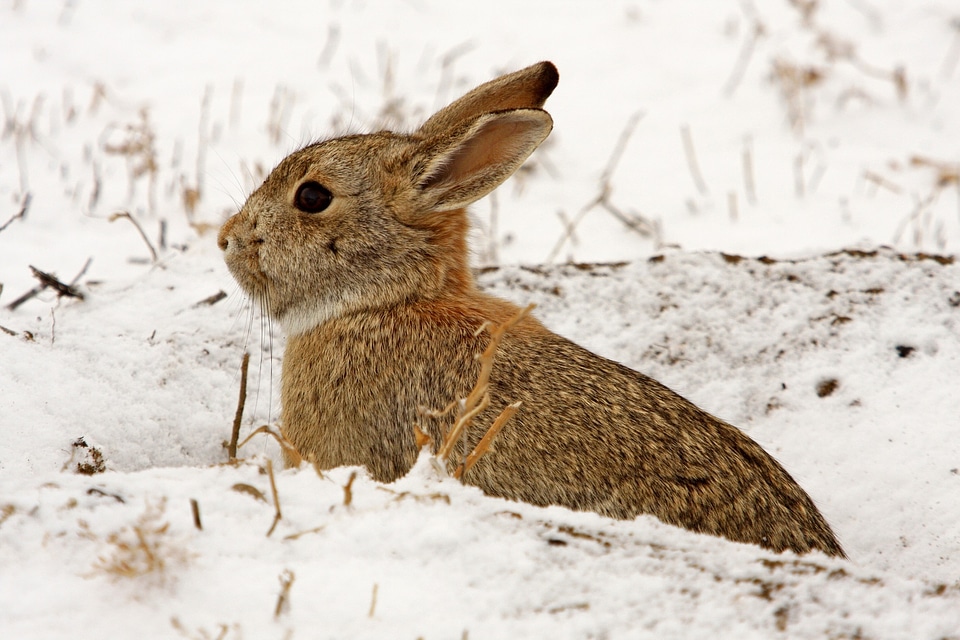 Nature bunny snow