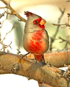 917 - PYRRHULOXIA (3-3-2019) san pedro house, cochise co, az -01