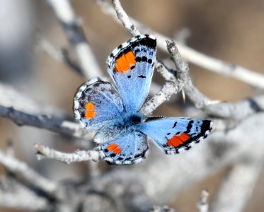 BLUE, SONORAN (Philotes sonorensis) (3-12-2018) plum cyn, anza borrego s p, san diego co, ca -04