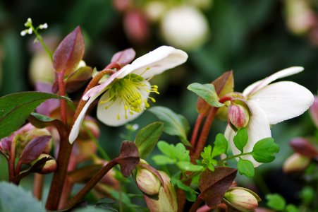 Helleborus Vancouver Medallion