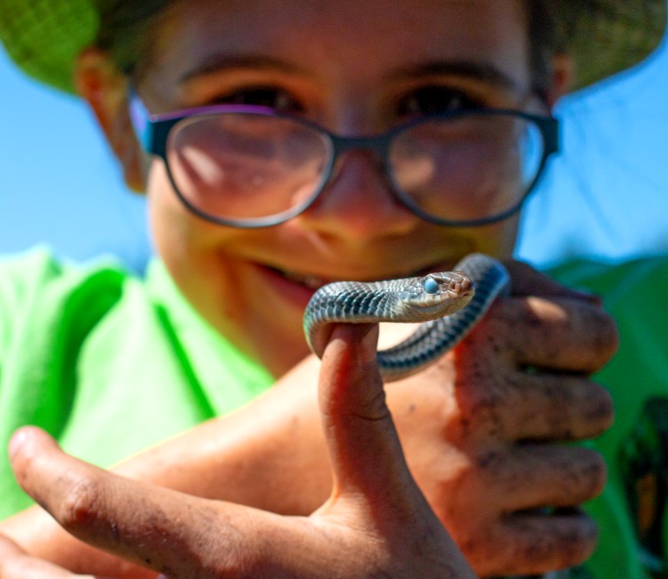 Southern black racer