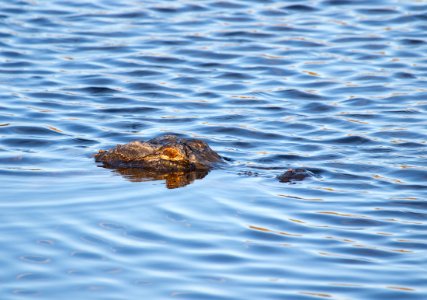 American alligator