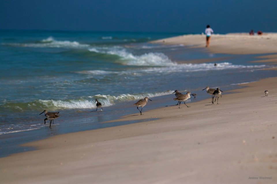 St. Joe Peninsula State Park