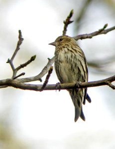 Pine Siskin photo