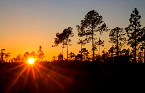 Apalachicola National Forest