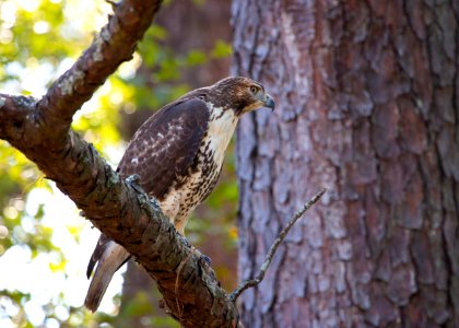 red-tailed hawk