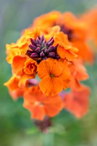 Erysimum Coral Glow