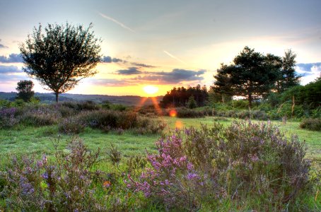 Sunrise in New Forest photo