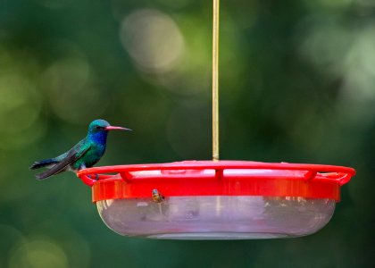 Broad-billed hummingbird photo