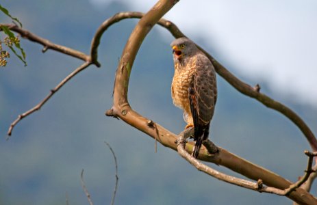 Roadside hawk photo