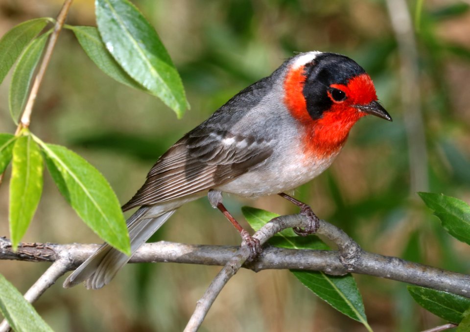 849 - RED-FACED WARBLER (5-4-2017) near emory pass, mimbres mts, grant co, nm -07