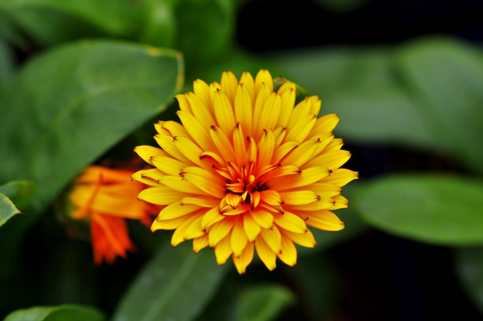 Calendula Peach Polar