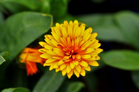 Calendula Peach Polar
