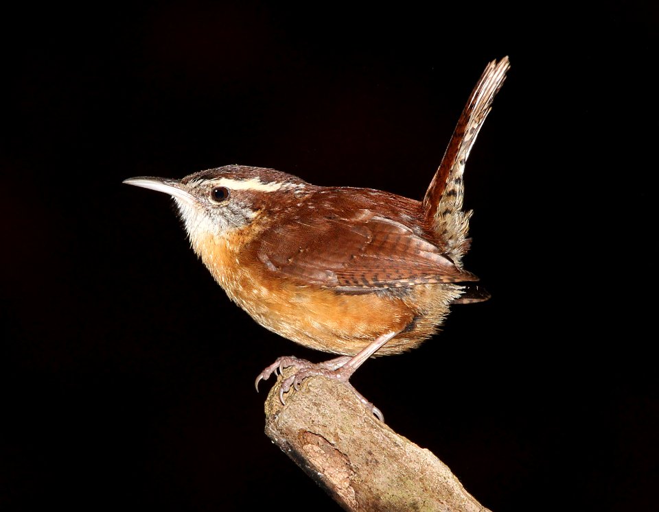 697 - CAROLINA WREN  (2-24-13) hillsborough co, fl  (1)