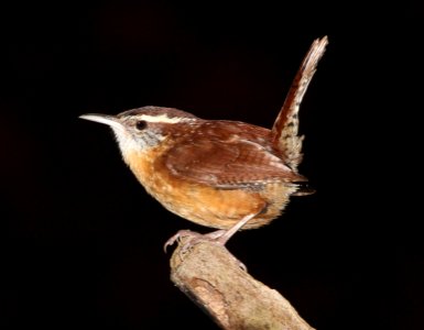 697 - CAROLINA WREN  (2-24-13) hillsborough co, fl  (1)