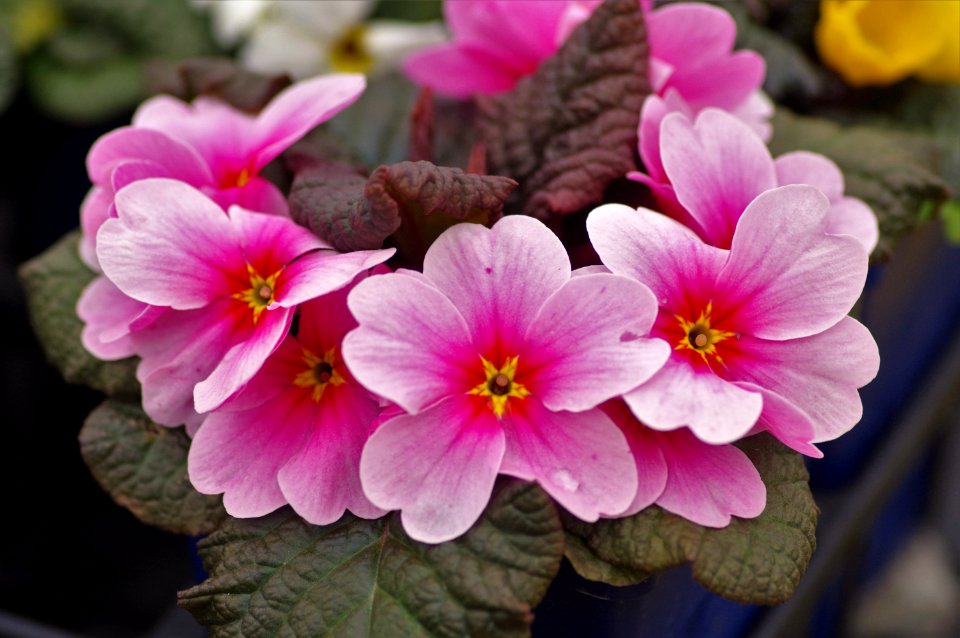Primula Wanda Mix (2)