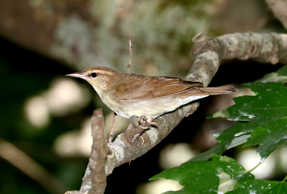 805 - SWAINSON'S WARBLER (6-4-2017) railroad ditch road, great dismal swamp nwr, virginia -02
