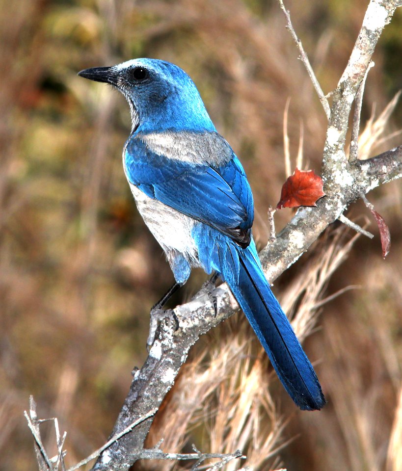640 - FLORIDA SCRUB-JAY (3-15-13) ocala national forest, marion co, fl  (3)