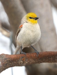 683 - VERDIN (3-11-2020) hereford, cochise co, az -01