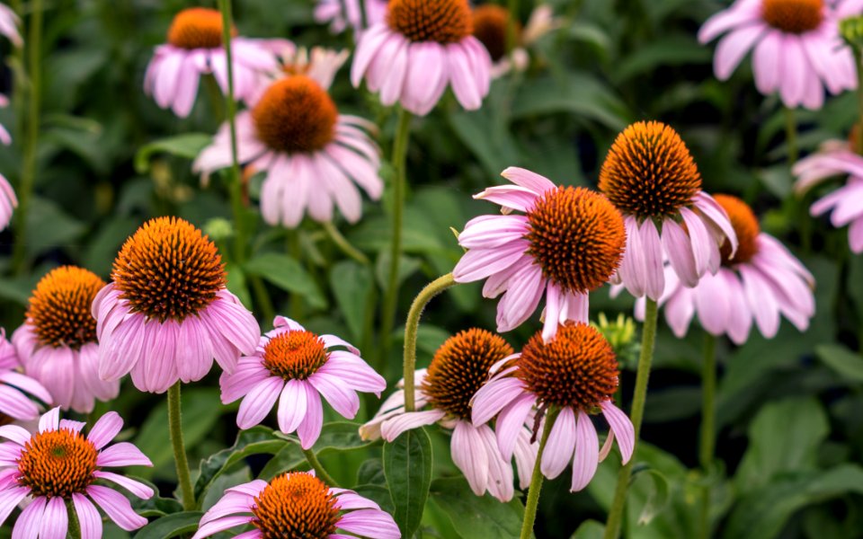 Echinacea Rosita