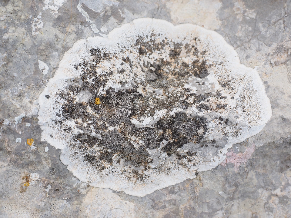 Lichen lichen growth grey