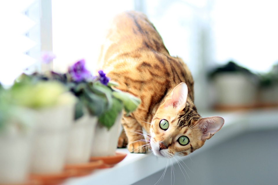 On the windowsill pet bengal