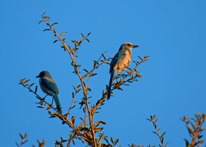 Florida scrub-jay photo