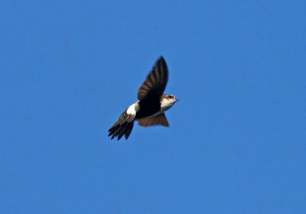 489 - WHITE-THROATED SWIFT (1-27-2017) pena blanca lake, santa cruz co, az -04