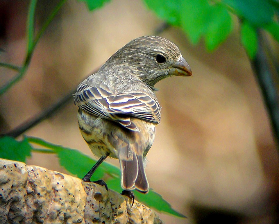 House Finch