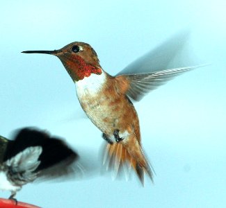 505 - ALLEN'S HUMMINGBIRD (7-11-2014) adult, 78 circulo montana, patagonia lake ranch estates, scc, az  (5)