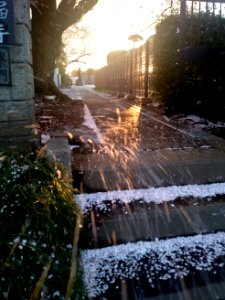 桜吹雪の川