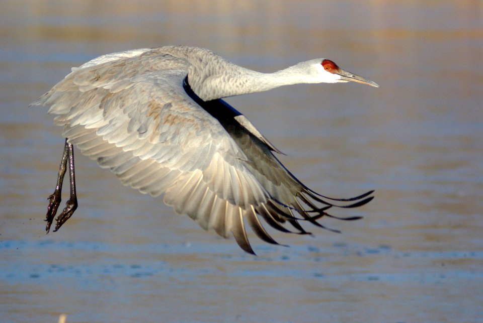 249 - SANDHILL CRANE (1-29-09) bosque del apache nwr, nm (21)