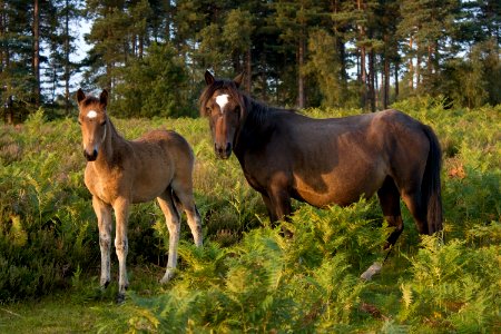 Horses in New Forest photo
