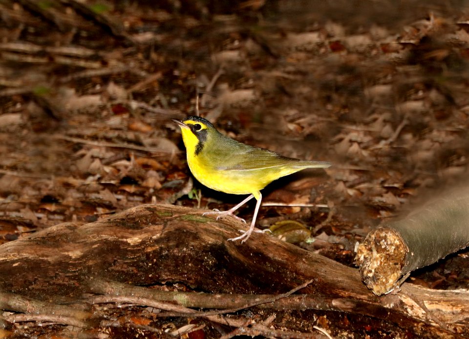 817 - KENTUCKY WARBLER (8-30-2016) high island, chambers co, tx -01