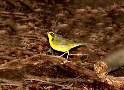 817 - KENTUCKY WARBLER (8-30-2016) high island, chambers co, tx -01
