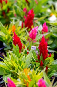 Celosia Ice Cream Mix